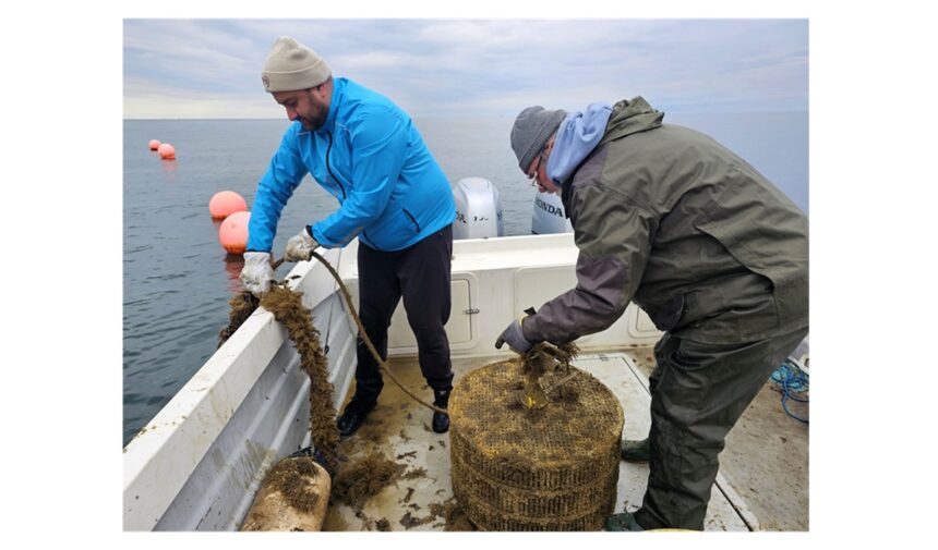 foto stridiile japoneze infloresc in marea neagra au ajuns la calibrul 1 la un an de la debut ce spun specialistii de la instititul grigore antipa 69008afba3ae9
