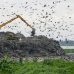 foto trei din cinci specii de pasari sunt in declin focile arctice aproape de disparitie criza biodiversitatii se adanceste 68eb6dddd93b9