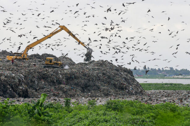 foto trei din cinci specii de pasari sunt in declin focile arctice aproape de disparitie criza biodiversitatii se adanceste 68eb6dddd93b9