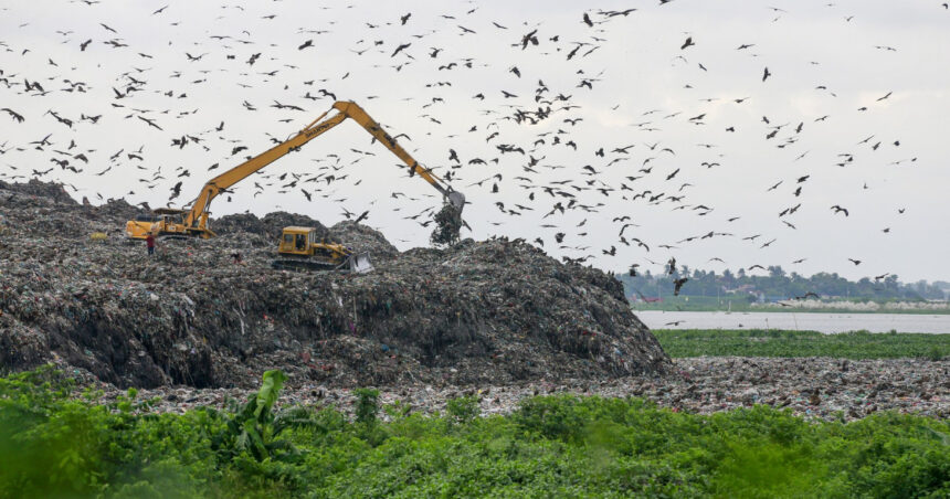 foto trei din cinci specii de pasari sunt in declin focile arctice aproape de disparitie criza biodiversitatii se adanceste 68eb6dddd93b9