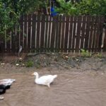 foto video codul rosu a facut prapad in comuna ciobanu apa intrata in gospodariile oamenilor a luat pasarile de curte pe sus 68e68f637924e