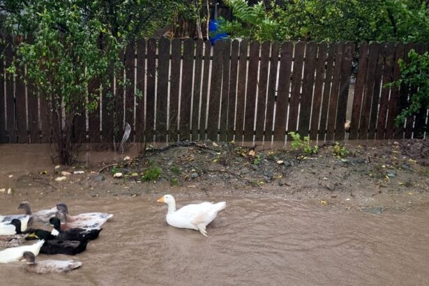 foto video codul rosu a facut prapad in comuna ciobanu apa intrata in gospodariile oamenilor a luat pasarile de curte pe sus 68e68f637924e