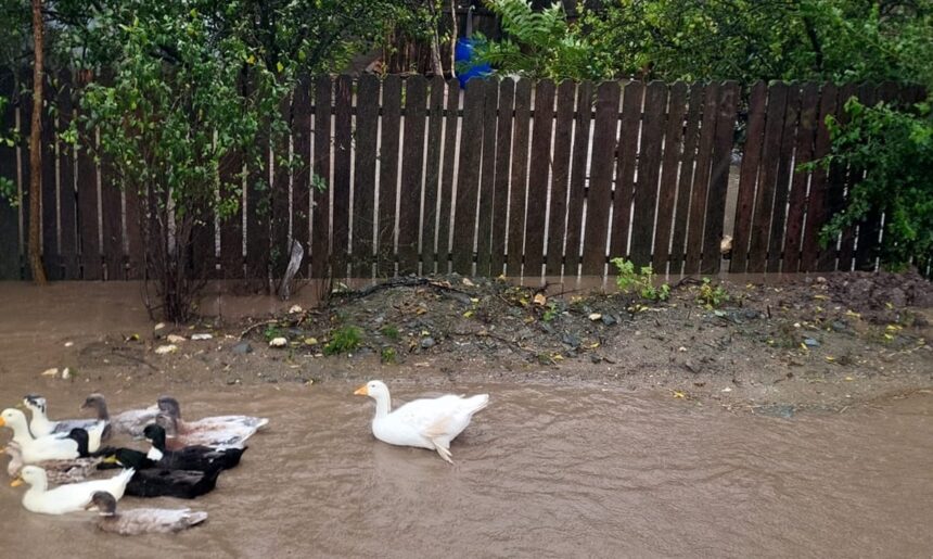 foto video codul rosu a facut prapad in comuna ciobanu apa intrata in gospodariile oamenilor a luat pasarile de curte pe sus 68e68f637924e