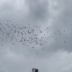 foto video spectacolul naturii pelicanii isi iau zborul din dobrogea spre tarile calde 68eb8bb62e39c