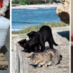 initiativa a iubitorilor de animale de la mangalia pisicutele de pe dig si de pe insula vor avea casute noi 68f491524c01f