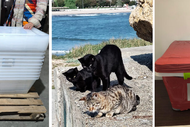 initiativa a iubitorilor de animale de la mangalia pisicutele de pe dig si de pe insula vor avea casute noi 68f491524c01f
