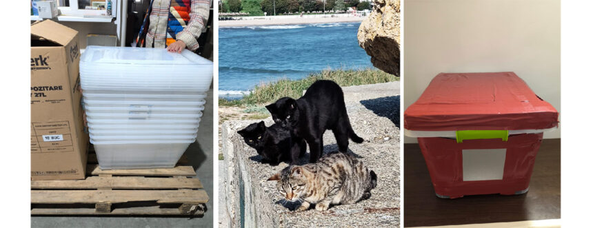 initiativa a iubitorilor de animale de la mangalia pisicutele de pe dig si de pe insula vor avea casute noi 68f491524c01f