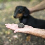 mai multe persoane au fost prinse cu 5 kilograme de trufe negre intreaga cantitate a fost confiscata 68e9ecfb25ac8