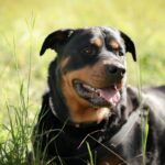 Mangalia: nou termen în cazul femeii mușcate de un Rottweiler într-o scară de bloc! Ce declară procurorii 5 mangalia termen nou in dosarul femeii muscate de un rottweiller intr o scara de bloc ce spun procurorii 68fe0794c0d6a