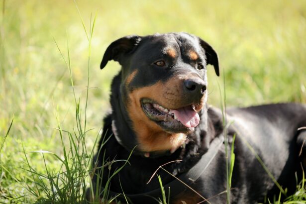 mangalia termen nou in dosarul femeii muscate de un rottweiller intr o scara de bloc ce spun procurorii 68fe0794c0d6a