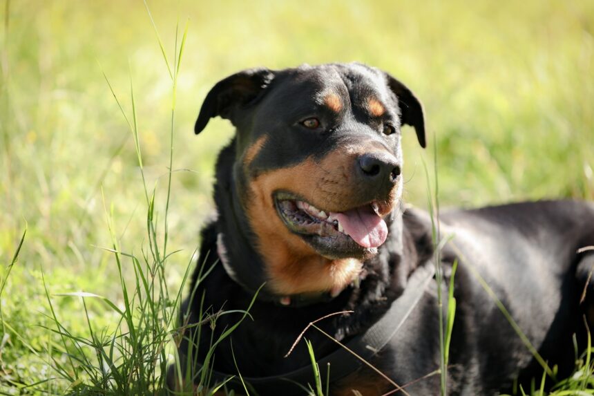 Mangalia: nou termen în cazul femeii mușcate de un Rottweiler într-o scară de bloc! Ce declară procurorii 1 mangalia termen nou in dosarul femeii muscate de un rottweiller intr o scara de bloc ce spun procurorii 68fe0794c0d6a