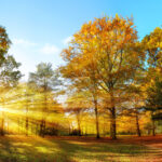 meteorologii anunta vreme mai calda si ploi mai putine in noiembrie estimarile pentru urmatoarele patru saptamani 690070c856d51