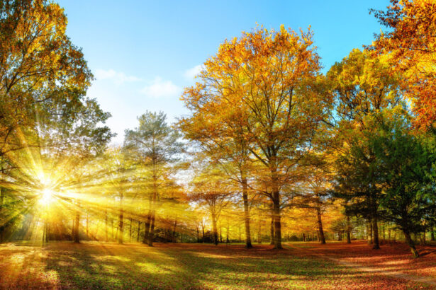 meteorologii anunta vreme mai calda si ploi mai putine in noiembrie estimarile pentru urmatoarele patru saptamani 690070c856d51