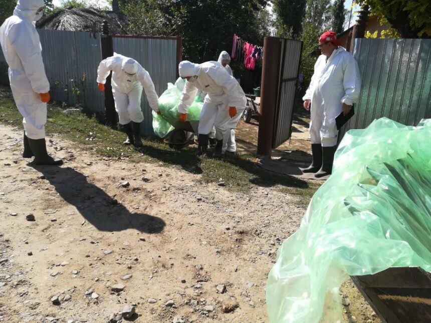un focar de pesta porcina africana a fost confirmat in localitatea nicolae balcescu 68f0e6638b152