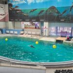 Cinci delfini, doi masculi și trei femele, din Malta vor fi aduși la Delfinariul din Constanța! Iată când vor sosi. 5 video cinci delfini doi masculi si trei femele din malta vor fi adusi la delfinariul din constanta iata cand vor sosi 68ff3cf7d526a