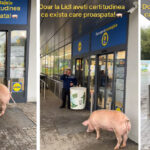 video momente haioase un porc incearca sa intre intr un magazin spre disperarea paznicului 68ed26e344542