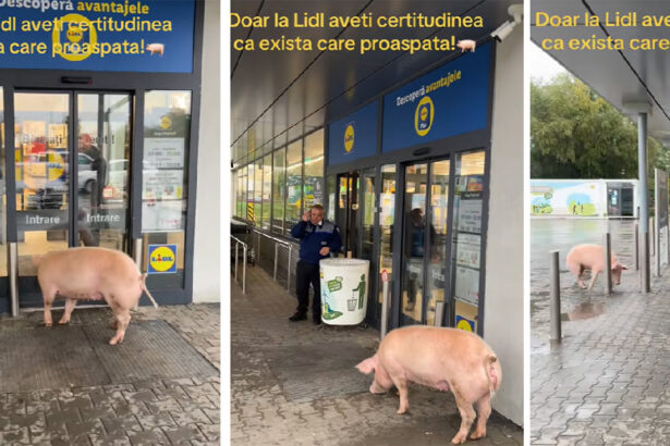 video momente haioase un porc incearca sa intre intr un magazin spre disperarea paznicului 68ed26e344542