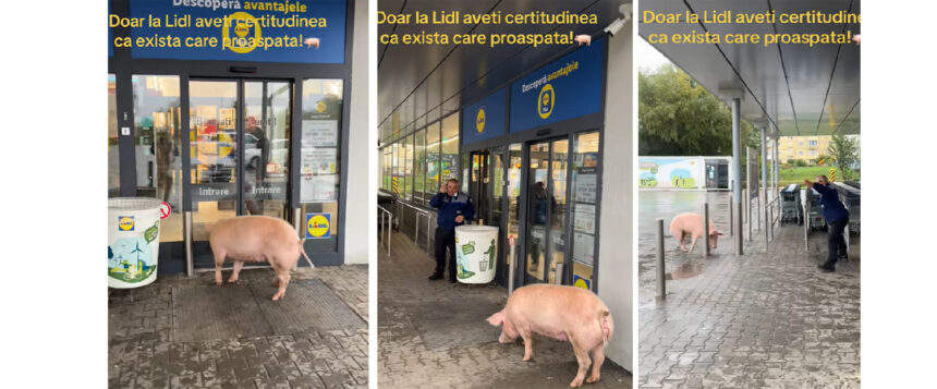 video momente haioase un porc incearca sa intre intr un magazin spre disperarea paznicului 68ed26e344542