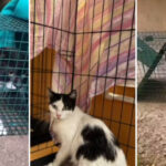 Poveștile animăluțelor salvate după explozia din Rahova. Peste 30 de suflete au fost recuperate de voluntari printr-o metodă inedită. 11 video povestile animalutelor salvate dupa explozia din rahova peste 30 de suflete au fost recuperate de voluntari printr o metoda inedita 6901a29ab6b01