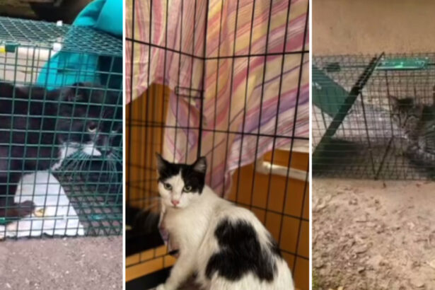 video povestile animalutelor salvate dupa explozia din rahova peste 30 de suflete au fost recuperate de voluntari printr o metoda inedita 6901a29ab6b01