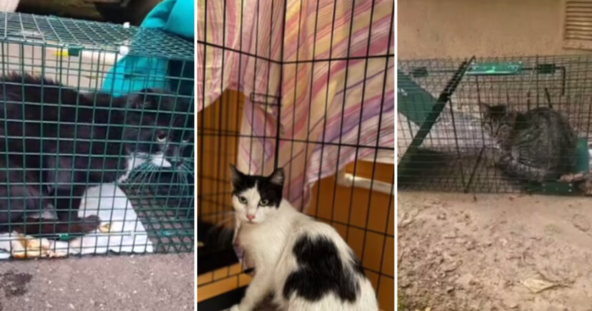 Poveștile animăluțelor salvate după explozia din Rahova. Peste 30 de suflete au fost recuperate de voluntari printr-o metodă inedită. 1 video povestile animalutelor salvate dupa explozia din rahova peste 30 de suflete au fost recuperate de voluntari printr o metoda inedita 6901a29ab6b01