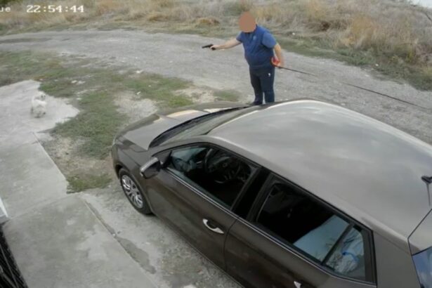 video update a fost amendat individul care a tras cu un pistol cu bile intr un caine in palazu mare dus la audieri 68dd03c4607c8