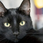 ziua pisicilor negre marti la muzeul antipa targ de adoptii si ateliere de povesti 68fc5c99272c3