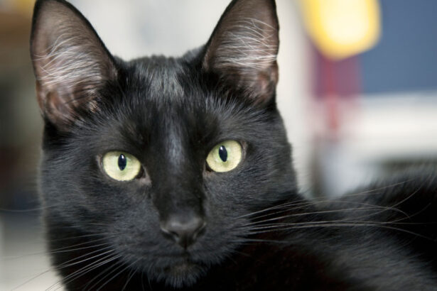 ziua pisicilor negre marti la muzeul antipa targ de adoptii si ateliere de povesti 68fc5c99272c3