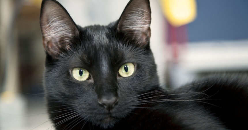 Ziua Pisicilor Negre, marți, la Muzeul „Antipa”: Târg de adopții și ateliere de povești. 1 ziua pisicilor negre marti la muzeul antipa targ de adoptii si ateliere de povesti 68fc5c99272c3