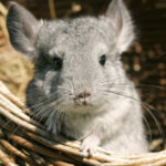 aur vrea anularea legii care interzice fermele de sinsile si nurci ucise pentru blana majoritatea detinute de companii straine 692ac9d7b374c