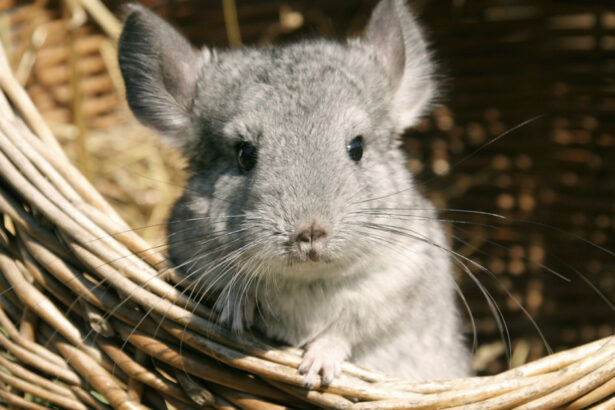 aur vrea anularea legii care interzice fermele de sinsile si nurci ucise pentru blana majoritatea detinute de companii straine 692ac9d7b374c