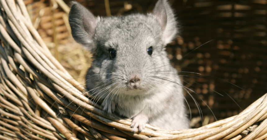 aur vrea anularea legii care interzice fermele de sinsile si nurci ucise pentru blana majoritatea detinute de companii straine 692ac9d7b374c