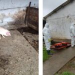 focar de pesta porcina africana confirmat la navodari dsvsa constanta impune restrictii in mai multe localitati 6911ee37a4b58