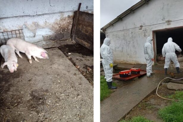 focar de pesta porcina africana confirmat la navodari dsvsa constanta impune restrictii in mai multe localitati 6911ee37a4b58