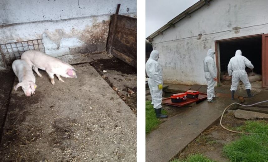 focar de pesta porcina africana confirmat la navodari dsvsa constanta impune restrictii in mai multe localitati 6911ee37a4b58