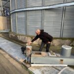 foto inspectorii dsvsa constanta verifica graul din silozuri pentru reziduuri de pesticide 691c531abf29f