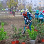 foto o zona mai verde noi arbori si arbusti ornamentali au fost plantati in cartierul inel ii din constanta 692993a971ca7