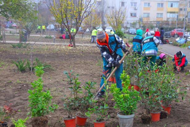 foto o zona mai verde noi arbori si arbusti ornamentali au fost plantati in cartierul inel ii din constanta 692993a971ca7