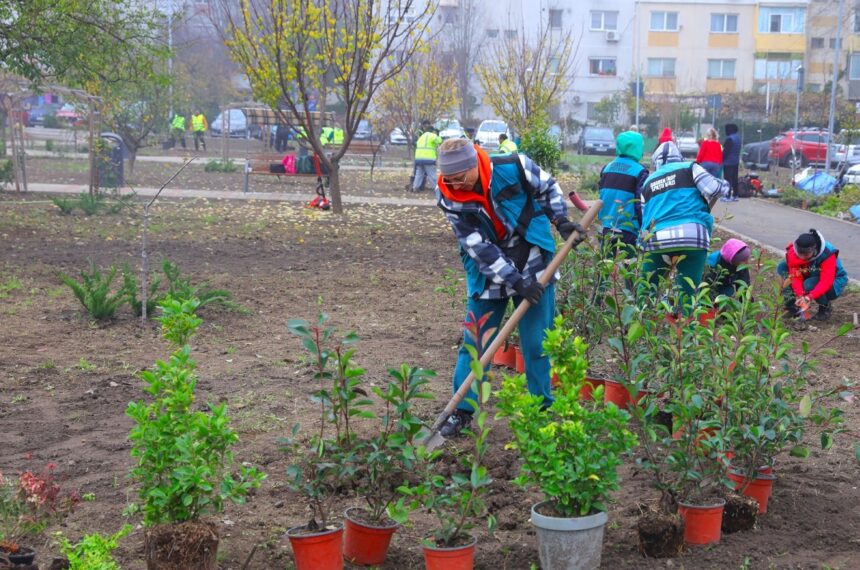 foto o zona mai verde noi arbori si arbusti ornamentali au fost plantati in cartierul inel ii din constanta 692993a971ca7
