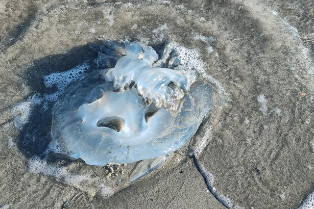 foto video spectacol trist la saturn zeci de meduze moarte plutesc inerte la malul marii 69270cdde196d