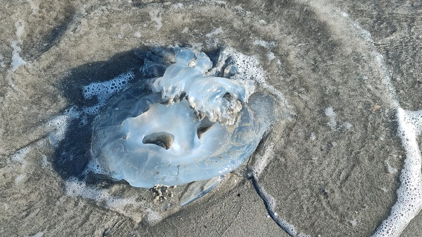 foto video spectacol trist la saturn zeci de meduze moarte plutesc inerte la malul marii 69270cdde196d