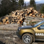 guvernul a aprobat reorganizarea garzii forestiere creste numarul posturilor pentru angajatii din teren 6916074d37eb9