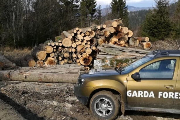 guvernul a aprobat reorganizarea garzii forestiere creste numarul posturilor pentru angajatii din teren 6916074d37eb9