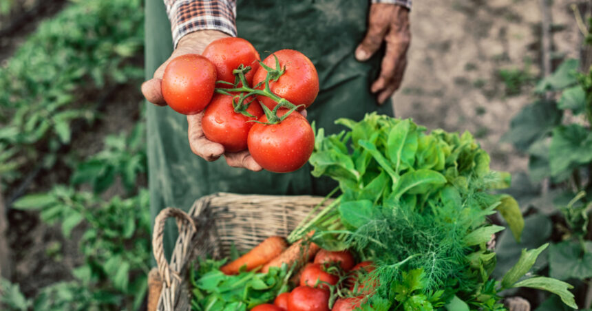 ministerul agriculturii a finalizat platile catre producatorii din sere si solarii 300 de milioane de lei pentru legumele romanesti 69260a889c745