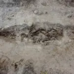 o femeie din epoca vikingilor ingropata alaturi de cainele ei intr un mormant barca 691bd9f4846b6