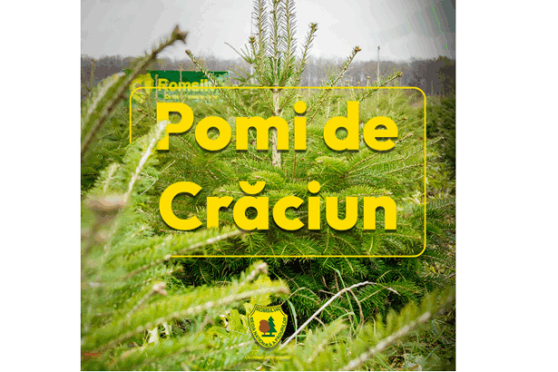 preturile pornesc de la 17 lei romsilva scoate pe piata peste 16 000 de brazi de craciun 69282d41415c7