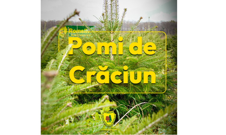 preturile pornesc de la 17 lei romsilva scoate pe piata peste 16 000 de brazi de craciun 69282d41415c7