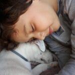 reguli noi pentru protectia animalelor de companie microciparea cainilor si pisicilor devine obligatorie 6927256ae1509