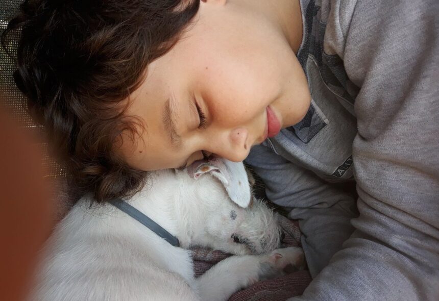 reguli noi pentru protectia animalelor de companie microciparea cainilor si pisicilor devine obligatorie 6927256ae1509