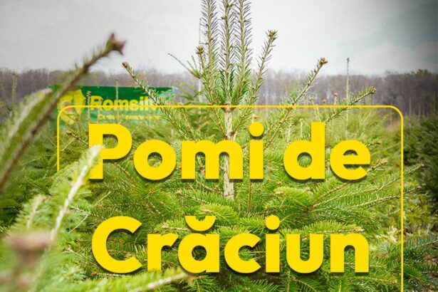 romsilva pune la vanzare 16 000 de pomi de craciun 6928261a082e8